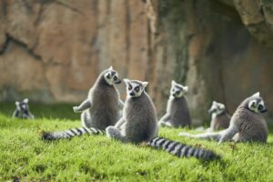 Lemurs sunbathing at Valencia's bioparc